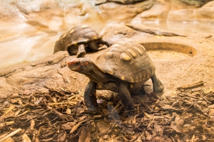 Tortue charbonnière à pattes rouges